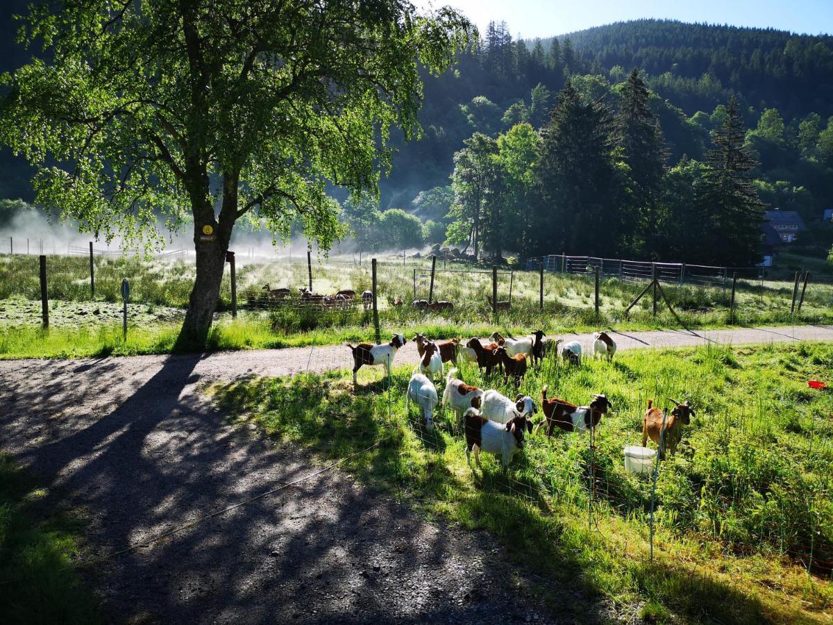 B1 Albmatte-Fewo Sauna, Hallenbad Aussenbecken Massagen Nebenan Menzenschwand Luaran gambar