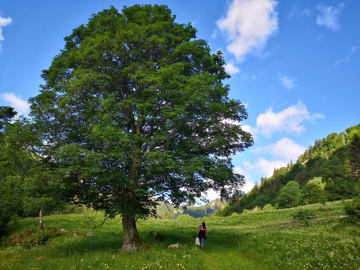 B1 Albmatte-Fewo Sauna, Hallenbad Aussenbecken Massagen Nebenan Menzenschwand Luaran gambar